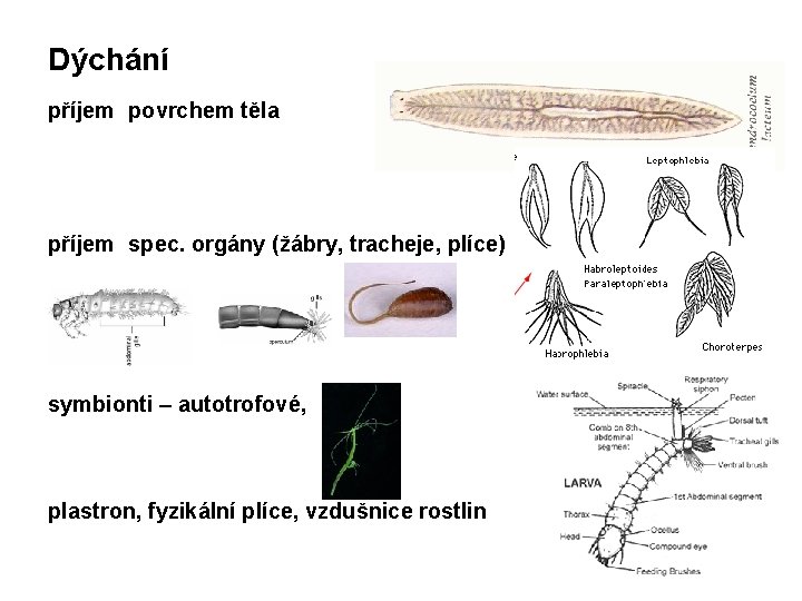 Dýchání příjem povrchem těla příjem spec. orgány (žábry, tracheje, plíce) symbionti – autotrofové, plastron, Dýchání příjem povrchem těla příjem spec. orgány (žábry, tracheje, plíce) symbionti – autotrofové, plastron,