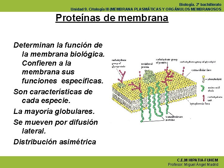 Biología. 2º bachillerato Unidad 9. Citología III (MEMBRANA PLASMÁTICAS Y ORGÁNULOS MEMBRANOSOS Proteínas de