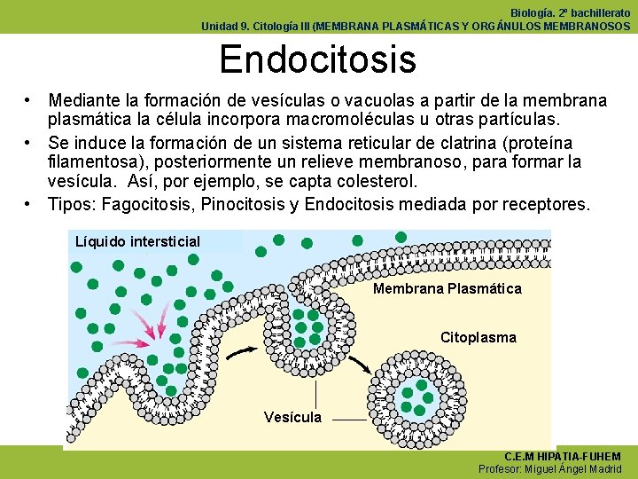Biología. 2º bachillerato Unidad 9. Citología III (MEMBRANA PLASMÁTICAS Y ORGÁNULOS MEMBRANOSOS Endocitosis •