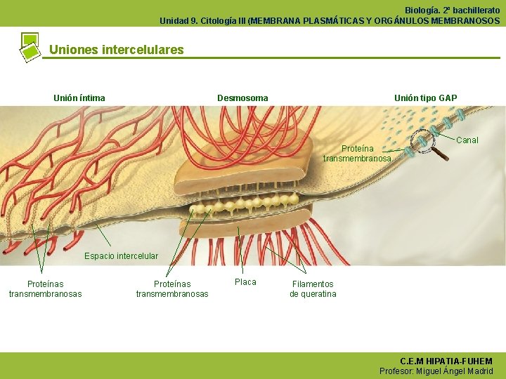 Biología. 2º bachillerato Unidad 9. Citología III (MEMBRANA PLASMÁTICAS Y ORGÁNULOS MEMBRANOSOS Uniones intercelulares