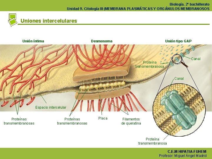 Biología. 2º bachillerato Unidad 9. Citología III (MEMBRANA PLASMÁTICAS Y ORGÁNULOS MEMBRANOSOS Uniones intercelulares