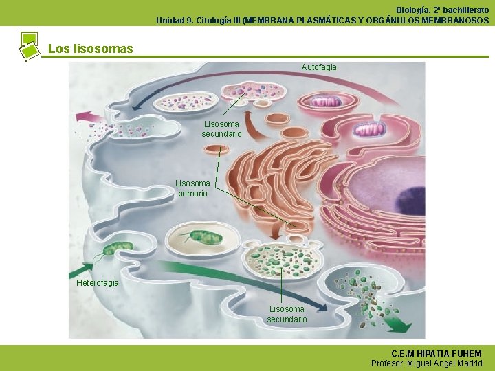 Biología. 2º bachillerato Unidad 9. Citología III (MEMBRANA PLASMÁTICAS Y ORGÁNULOS MEMBRANOSOS Los lisosomas