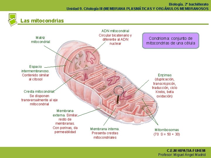Biología. 2º bachillerato Unidad 9. Citología III (MEMBRANA PLASMÁTICAS Y ORGÁNULOS MEMBRANOSOS Las mitocondrias