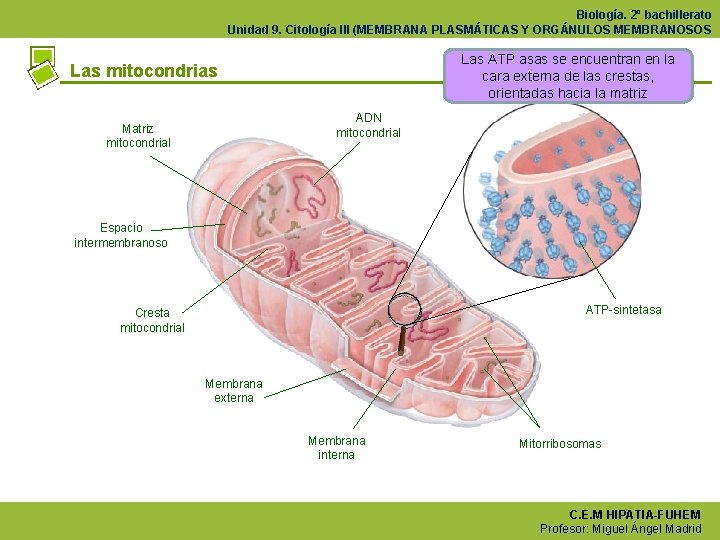 Biología. 2º bachillerato Unidad 9. Citología III (MEMBRANA PLASMÁTICAS Y ORGÁNULOS MEMBRANOSOS Las ATP