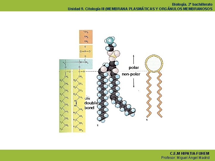 Biología. 2º bachillerato Unidad 9. Citología III (MEMBRANA PLASMÁTICAS Y ORGÁNULOS MEMBRANOSOS C. E.