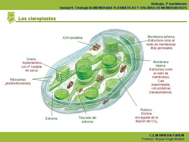 Biología. 2º bachillerato Unidad 9. Citología III (MEMBRANA PLASMÁTICAS Y ORGÁNULOS MEMBRANOSOS Los cloroplastos