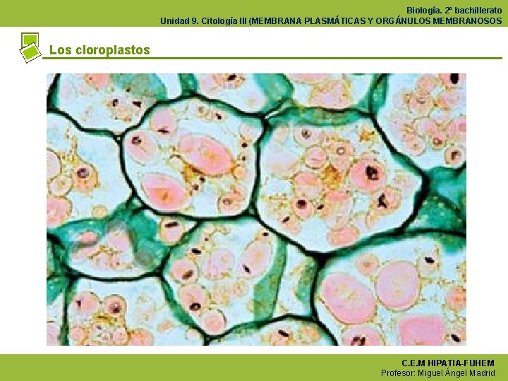 Biología. 2º bachillerato Unidad 9. Citología III (MEMBRANA PLASMÁTICAS Y ORGÁNULOS MEMBRANOSOS Los cloroplastos