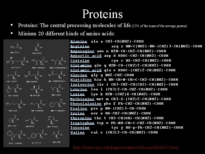 Proteins • Proteins: The central processing molecules of life. (15% of the mass of