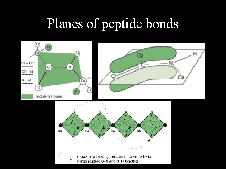 Planes of peptide bonds 