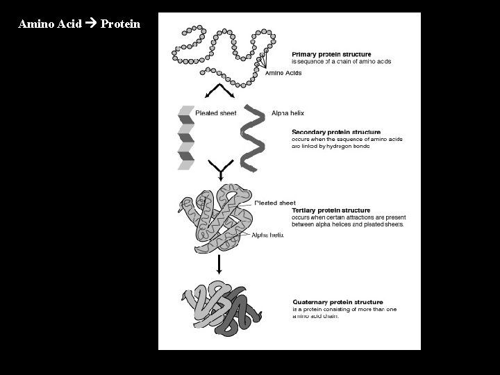 Amino Acid Protein 