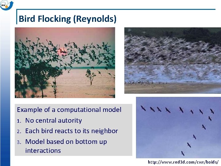 Bird Flocking (Reynolds) Example of a computational model 1. No central autority 2. Each