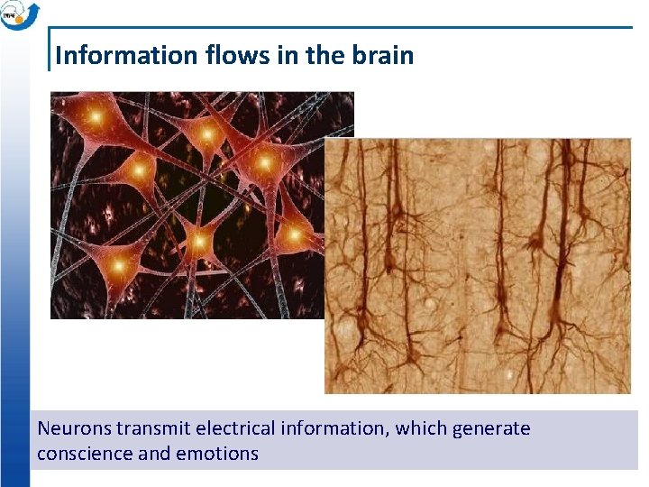 Information flows in the brain Neurons transmit electrical information, which generate conscience and emotions