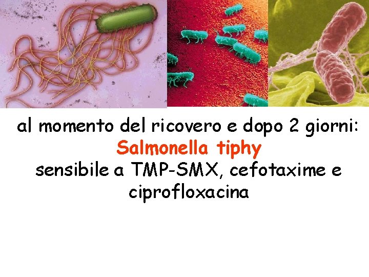 al momento del ricovero e dopo 2 giorni: Salmonella tiphy sensibile a TMP-SMX, cefotaxime