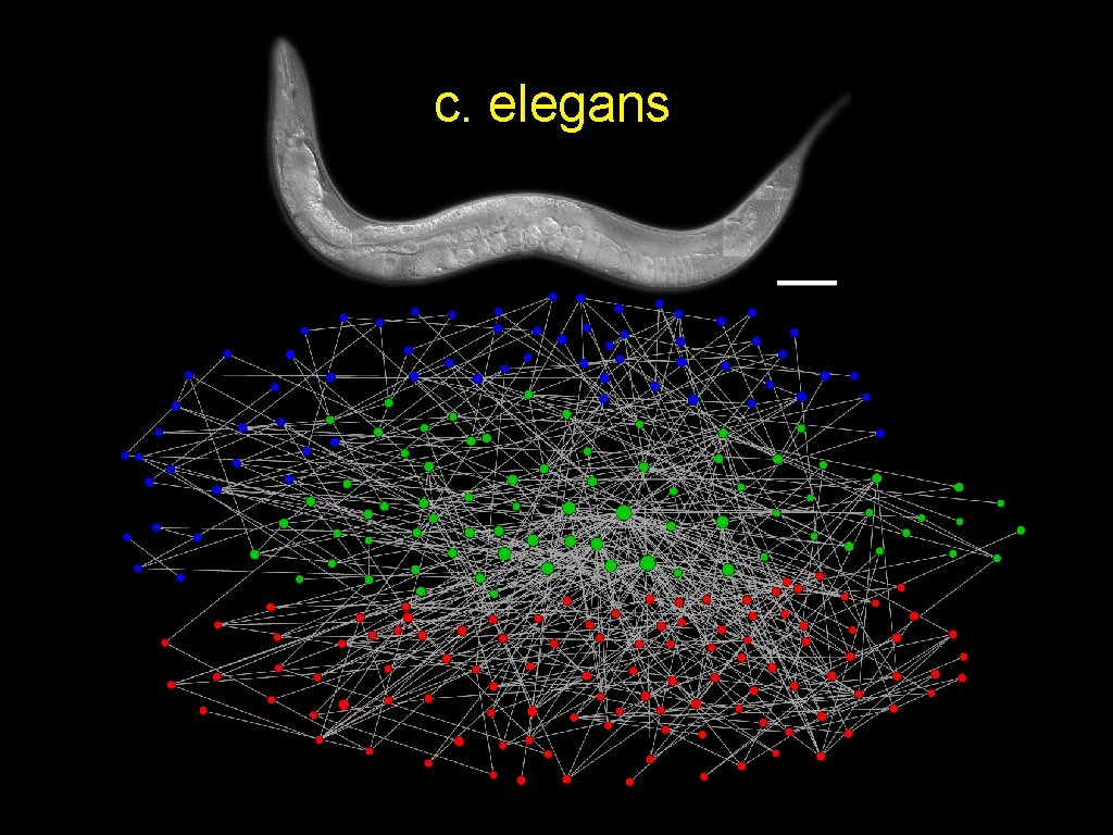 c. elegans 
