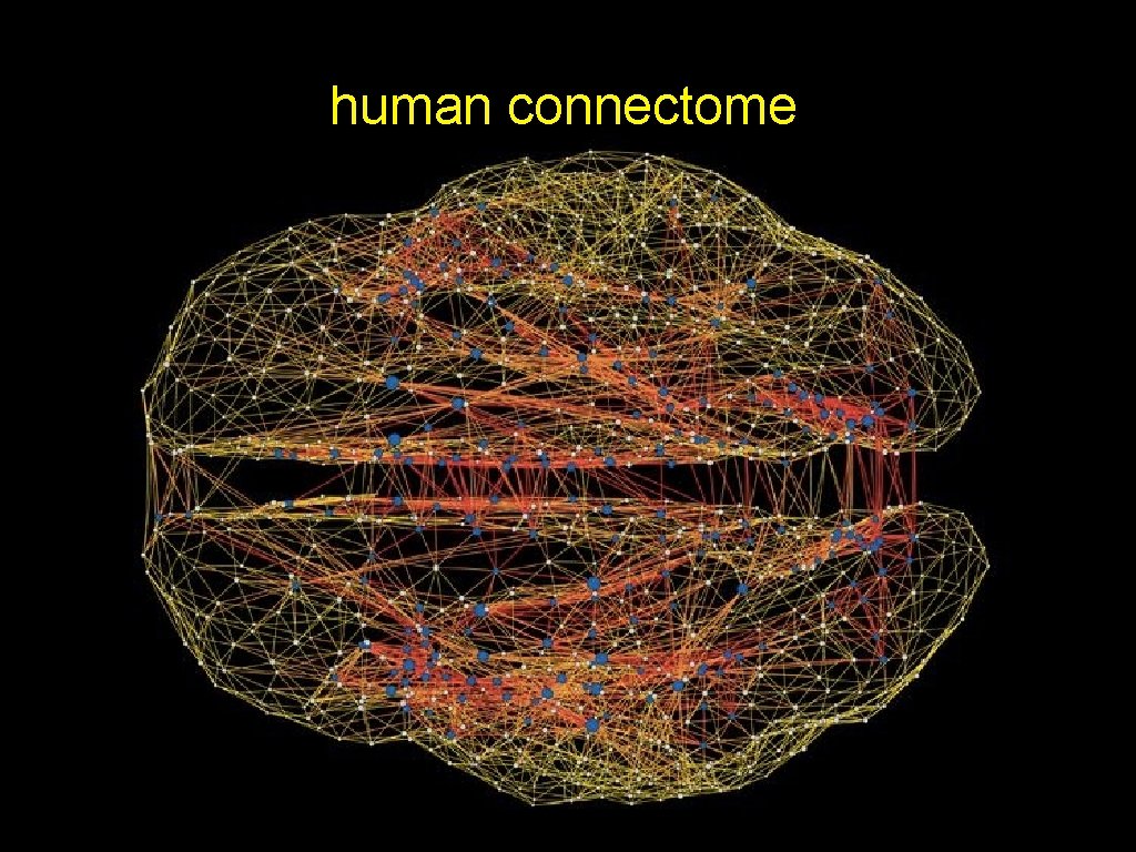 human connectome 