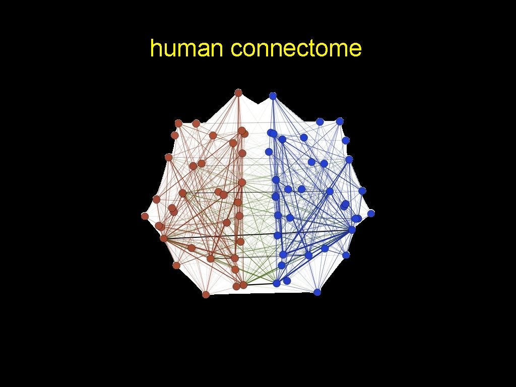 human connectome 