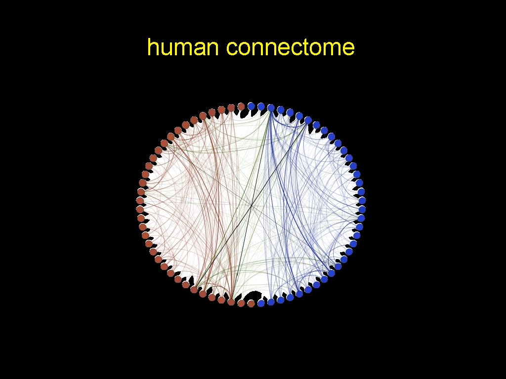 human connectome 