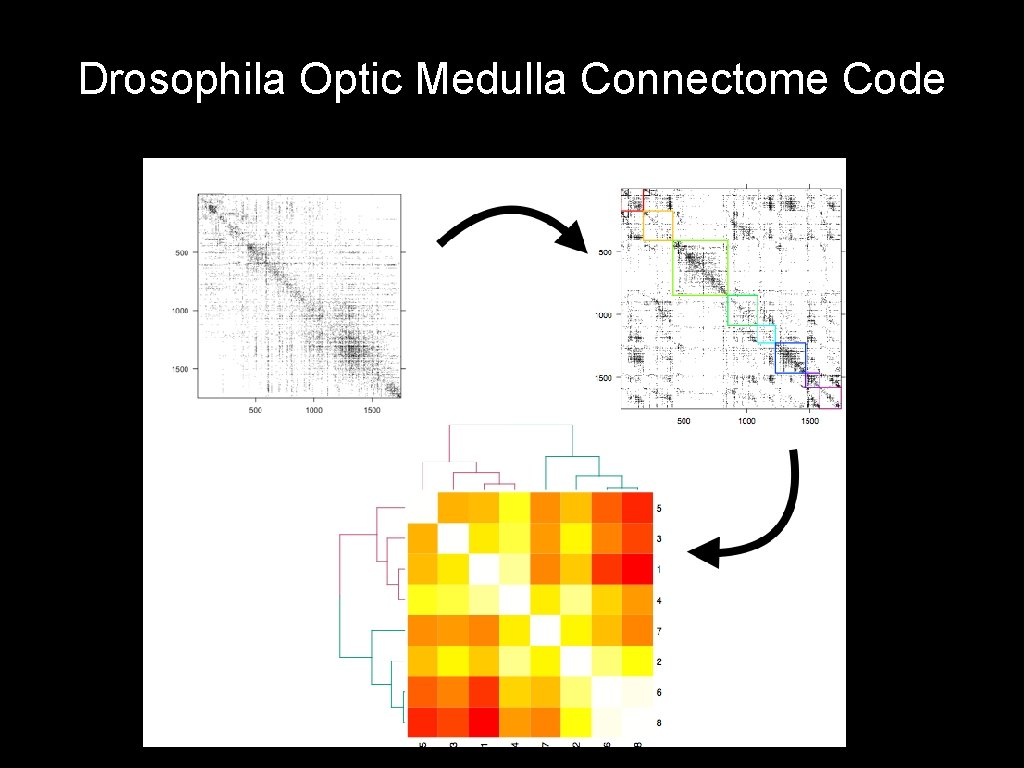 Drosophila Optic Medulla Connectome Code 