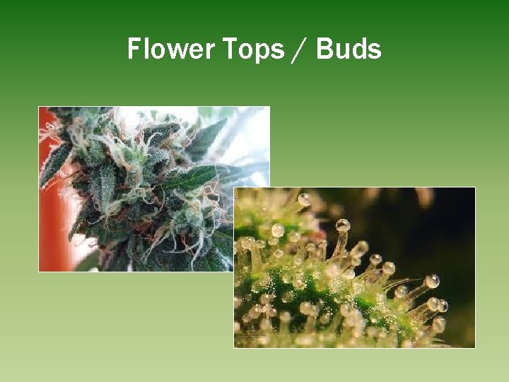 Flower Tops / Buds 