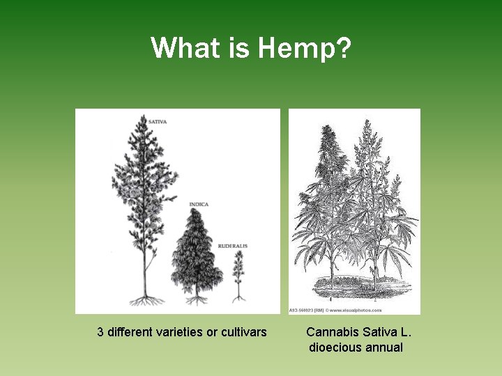 What is Hemp? 3 different varieties or cultivars Cannabis Sativa L. dioecious annual 