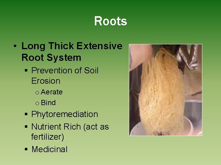 Roots • Long Thick Extensive Root System § Prevention of Soil Erosion o Aerate