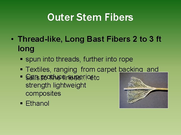 Outer Stem Fibers • Thread-like, Long Bast Fibers 2 to 3 ft long §