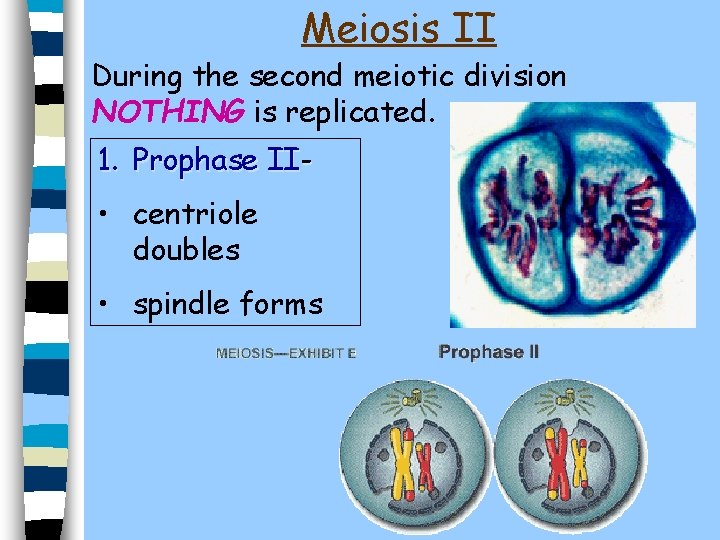Meiosis II During the second meiotic division NOTHING is replicated. 1. Prophase II •