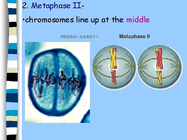 2. Metaphase II- • chromosomes line up at the middle 