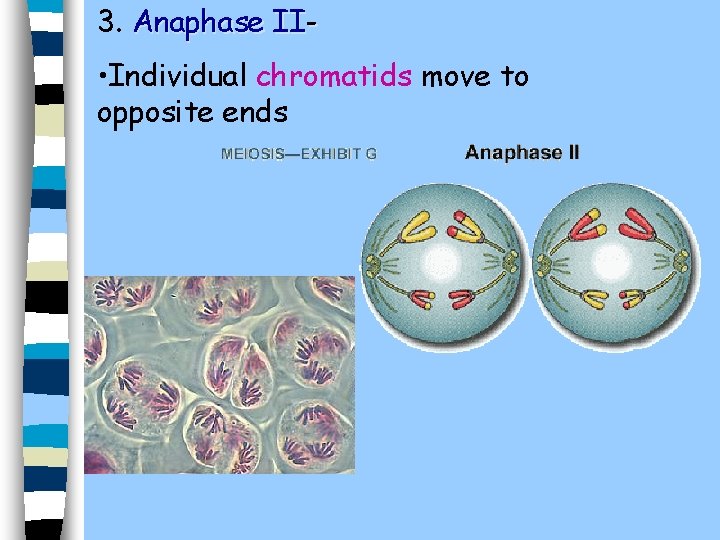 3. Anaphase II- • Individual chromatids move to opposite ends 