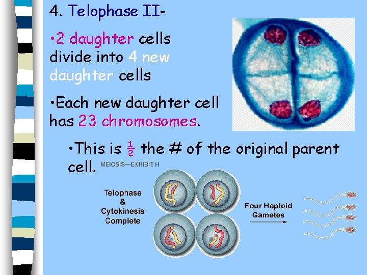 4. Telophase II- • 2 daughter cells divide into 4 new daughter cells •