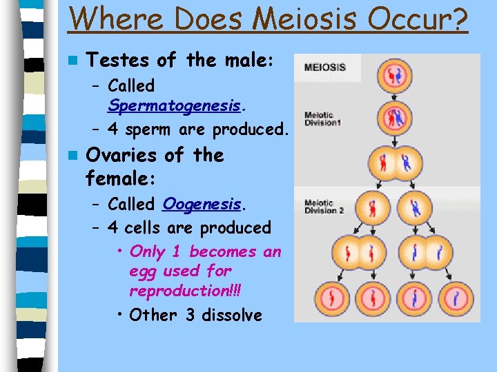 Where Does Meiosis Occur? n Testes of the male: – Called Spermatogenesis. – 4