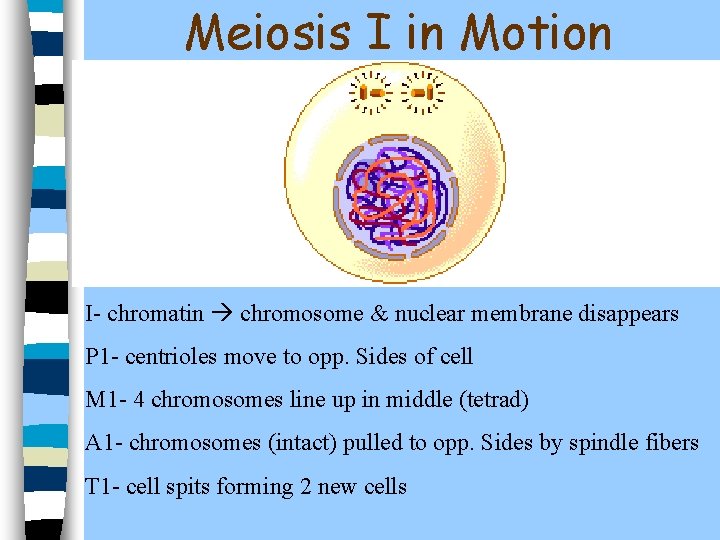 Meiosis I in Motion I- chromatin chromosome & nuclear membrane disappears P 1 -