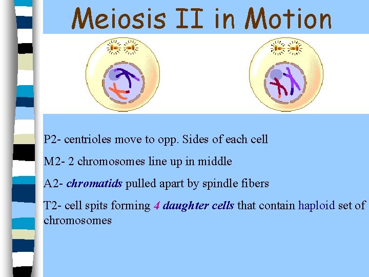 Meiosis II in Motion P 2 - centrioles move to opp. Sides of each