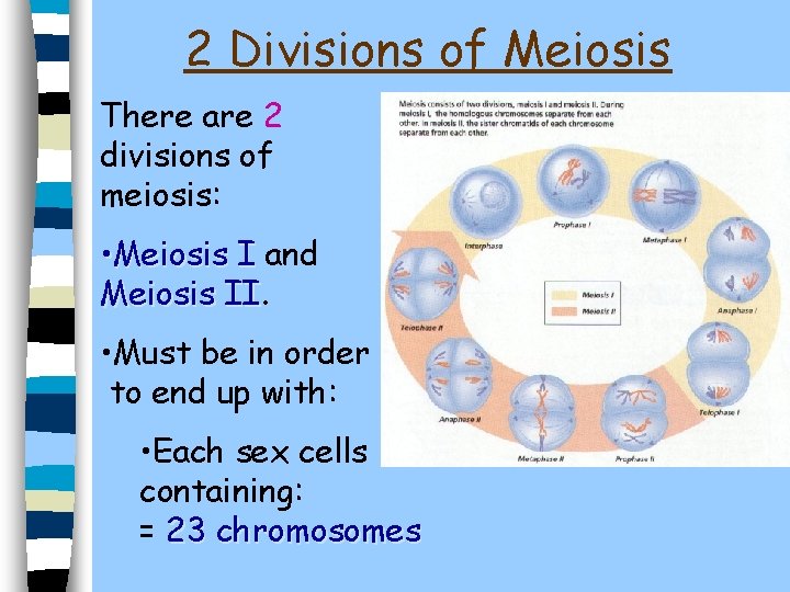 2 Divisions of Meiosis There are 2 divisions of meiosis: • Meiosis I and