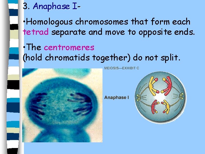 3. Anaphase I- • Homologous chromosomes that form each tetrad separate and move to