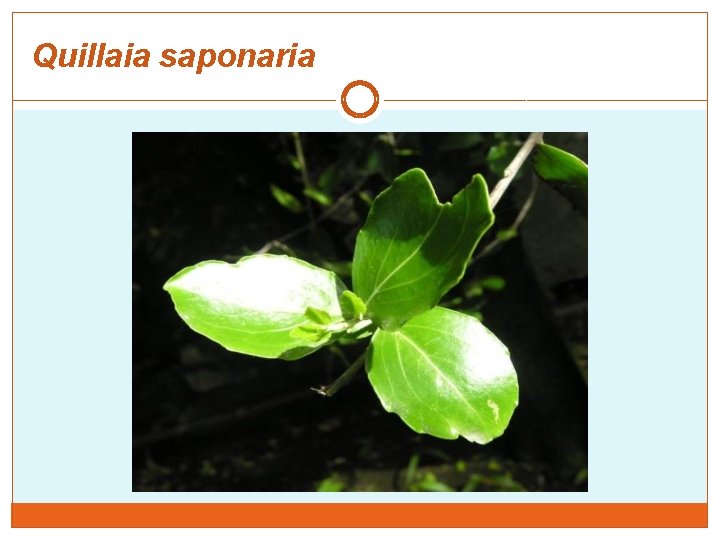 Quillaia saponaria 