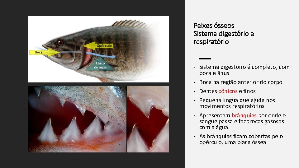 Peixes ósseos Sistema digestório e respiratório - Sistema digestório é completo, com boca e