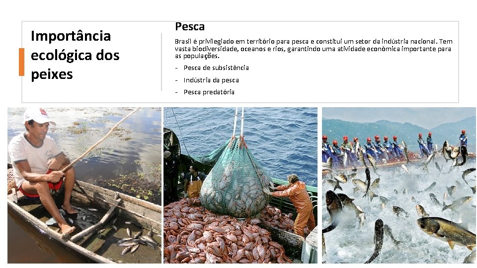 Importância ecológica dos peixes Pesca Brasil é privilegiado em território para pesca e constitui