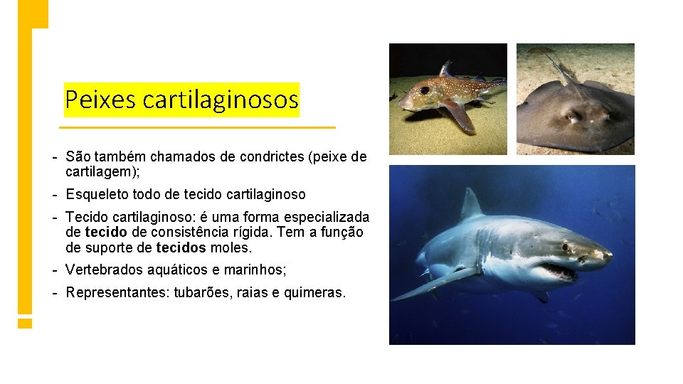 Peixes cartilaginosos - São também chamados de condrictes (peixe de cartilagem); - Esqueleto todo