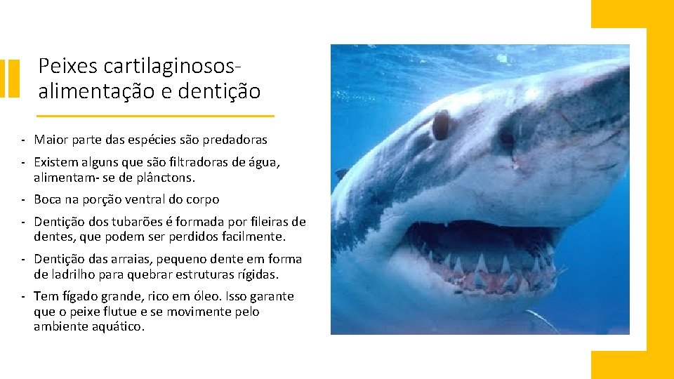 Peixes cartilaginososalimentação e dentição - Maior parte das espécies são predadoras - Existem alguns