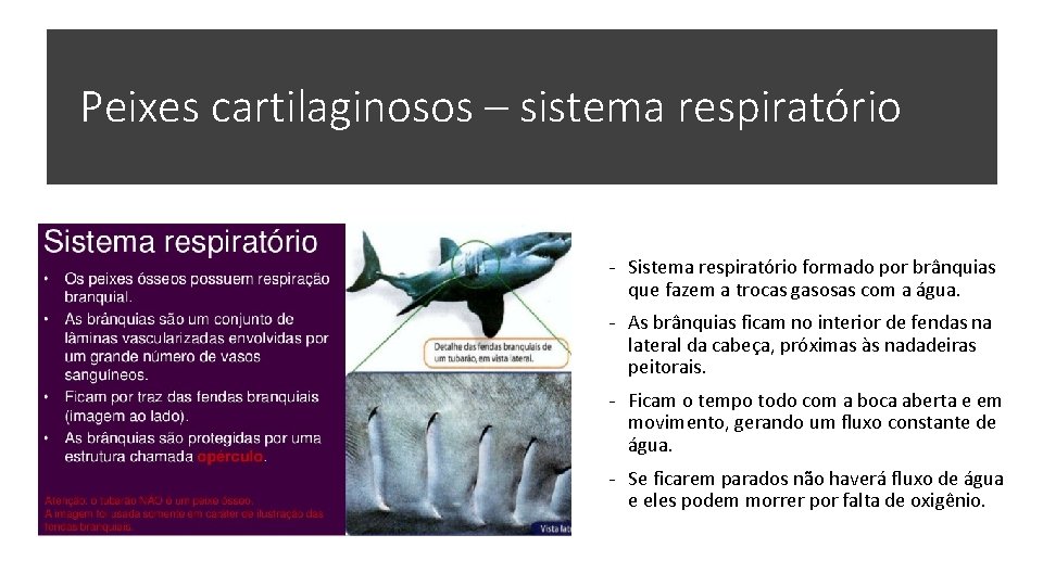 Peixes cartilaginosos – sistema respiratório - Sistema respiratório formado por brânquias que fazem a