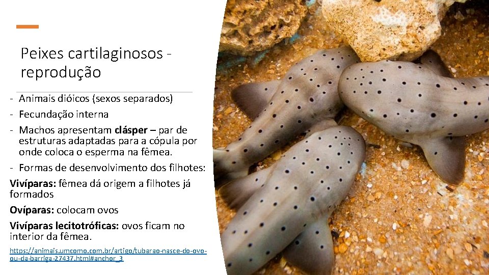 Peixes cartilaginosos reprodução - Animais dióicos (sexos separados) - Fecundação interna - Machos apresentam