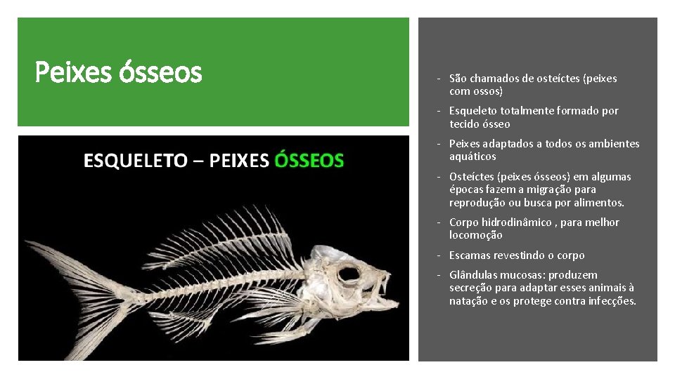 Peixes ósseos - São chamados de osteíctes (peixes com ossos) - Esqueleto totalmente formado