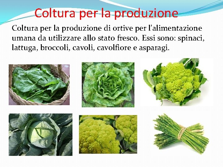 Coltura per la produzione di ortive per l’alimentazione umana da utilizzare allo stato fresco.