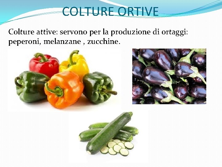 COLTURE ORTIVE Colture attive: servono per la produzione di ortaggi: peperoni, melanzane , zucchine.