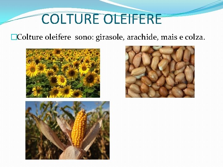 COLTURE OLEIFERE �Colture oleifere sono: girasole, arachide, mais e colza. 