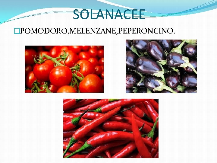 SOLANACEE �POMODORO, MELENZANE, PEPERONCINO. 