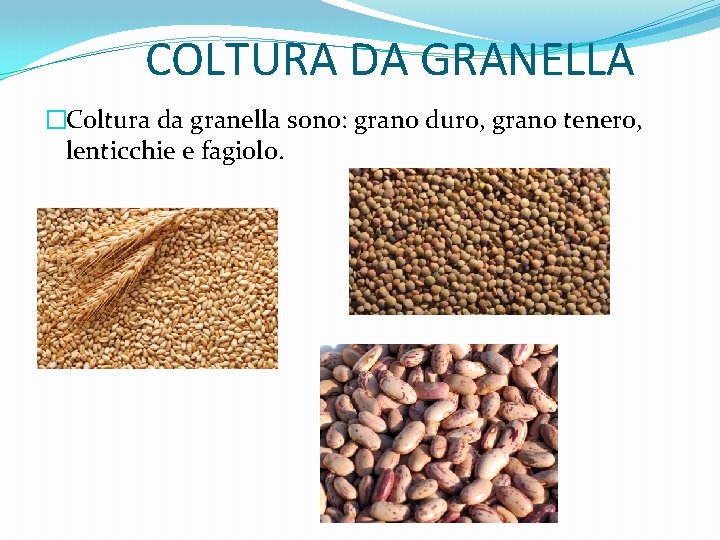 COLTURA DA GRANELLA �Coltura da granella sono: grano duro, grano tenero, lenticchie e fagiolo.