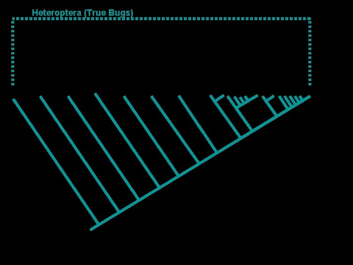 Heteroptera (True Bugs) 