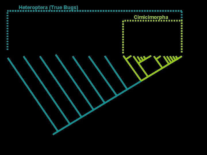 Heteroptera (True Bugs) Cimicimorpha 